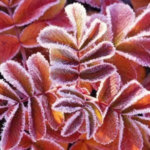 Meet your Posher, Camille